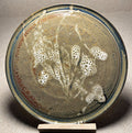 Stoneware Platter, Cordyceps